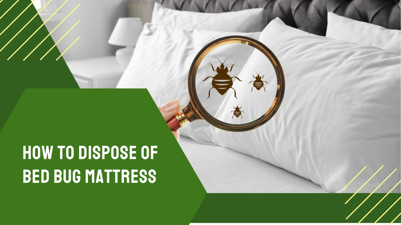 how to dispose of bed bug mattress